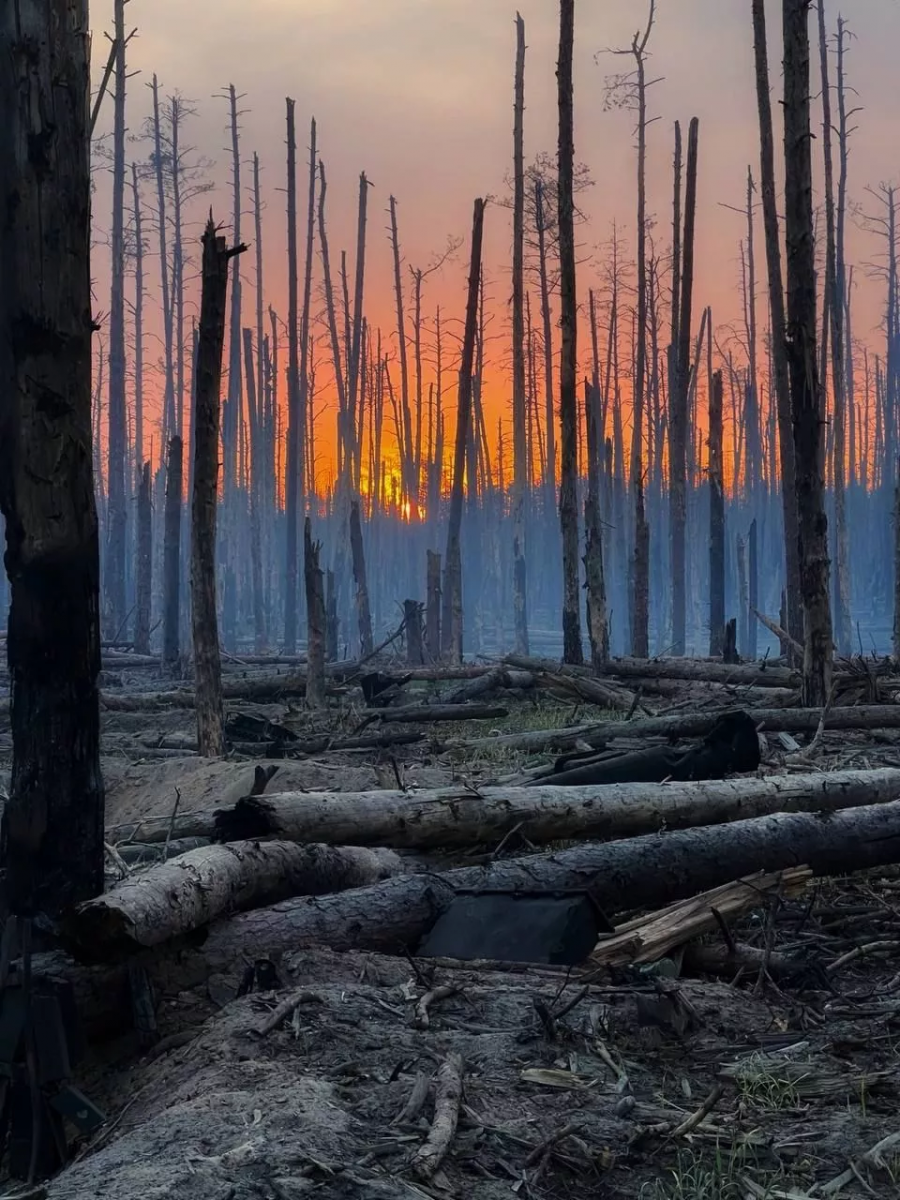 Знищений унаслідок боїв Серебрянський ліс на Луганщині. Фото - НГУ