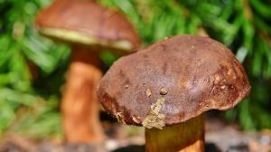 Як розпізнати отруйні гриби та що робити при отруєнні: поради