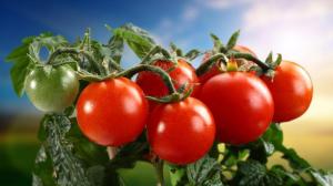 Фітофтора більше не пошкодить помідори: що краще зробити замість обприскування
