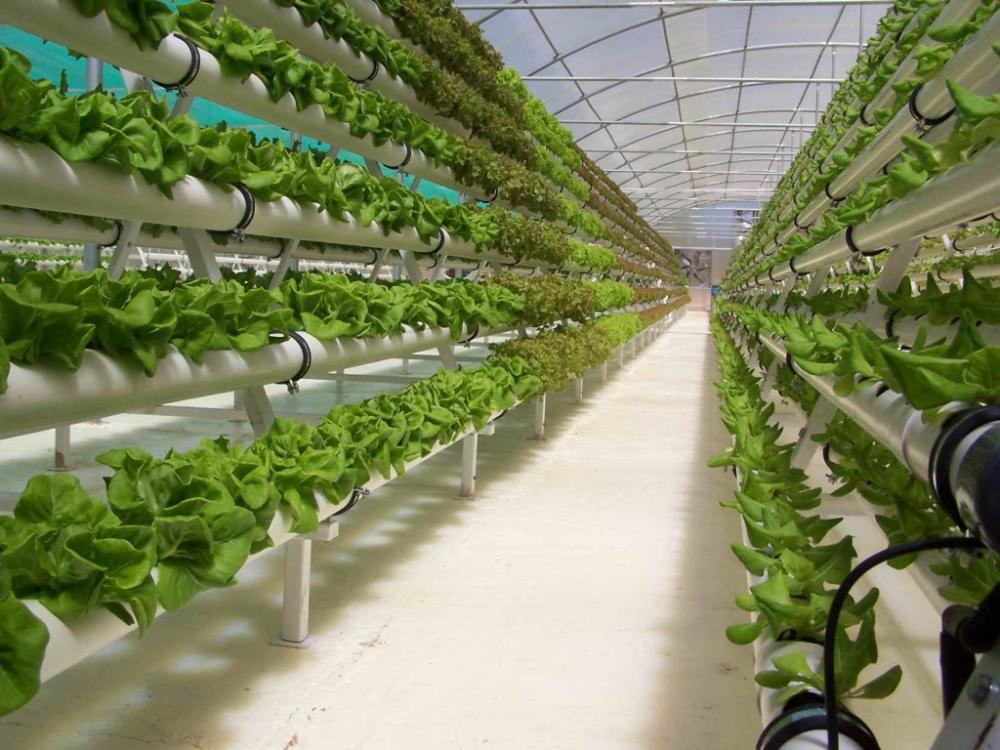 У Рівному хочуть вирощувати овочі без грунту і сонця: новий стартап від рівненського підприємця