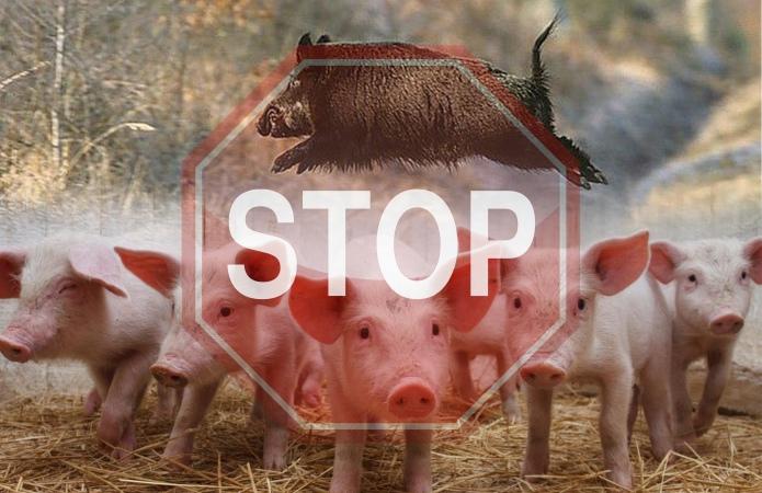 На Рівненщині вже 3 свині загинуло від африканської чуми
