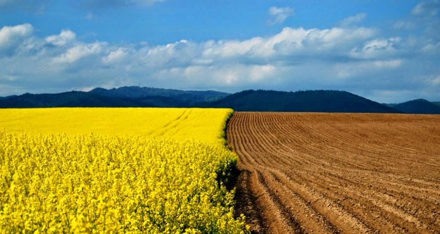 Скільки коштуватиме гектар української землі після реформи?