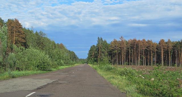 На Рівненщині можна зупинити всихання лісів: науковці надали рекомендації