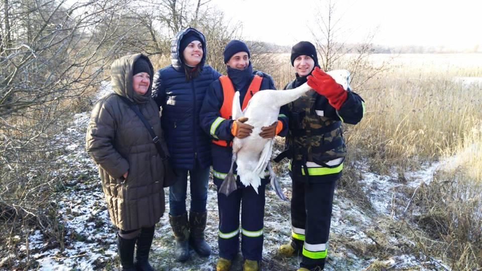 На Рівненщині рятувальники рятували лебедя із льодяної пастки