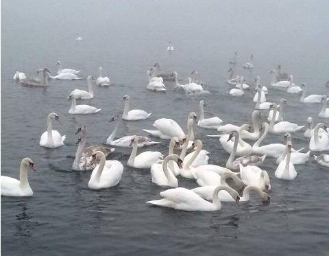 Лебеді зупинилися зимувати поблизу Острога (ФОТО)