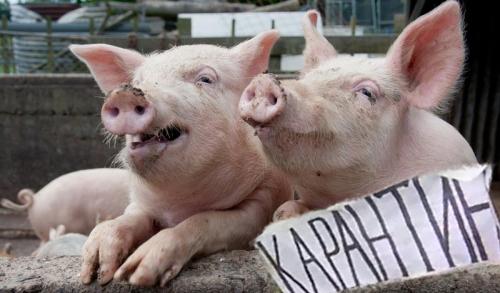 На Костопільщині знову виявили чуму свиней