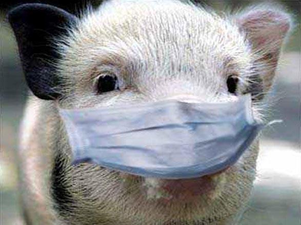На Рівненщині знову зафіксовано африканську чуму свиней
