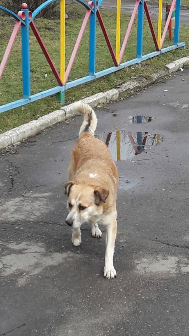 На Рівненщині собака покусала жінку, яка йшла за дитиною до школи