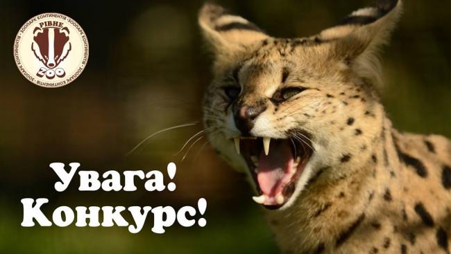 Рівненський зоопарк оголошує конкурс для власників котів