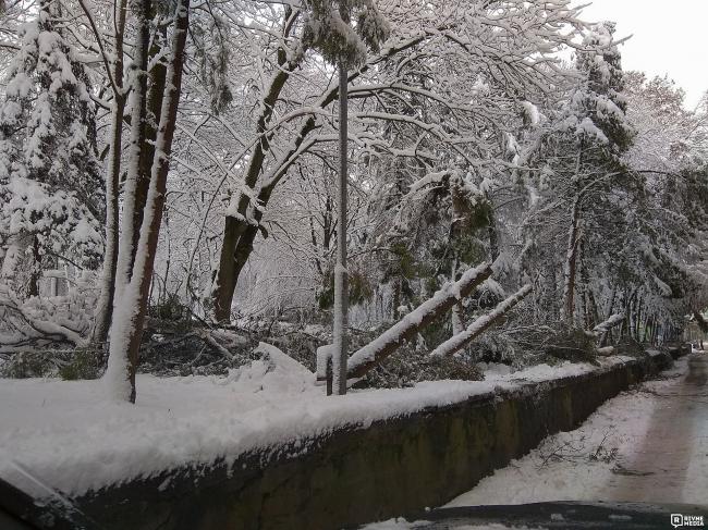 У Рівному від снігу поламало дерева (Фотофакт)