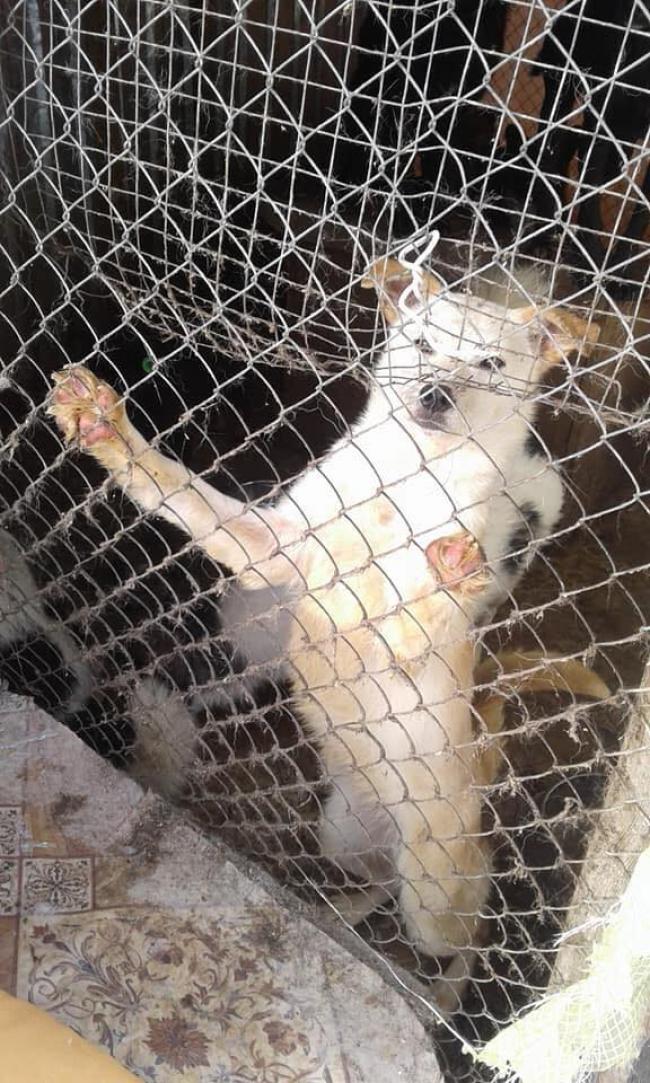 Волонтери підтримали тварин у притулку на Рівненщині (ФОТО)