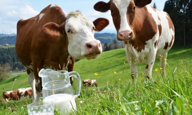 Фермерам Рівненщини: продовжено термін подання документів на дотації за корів