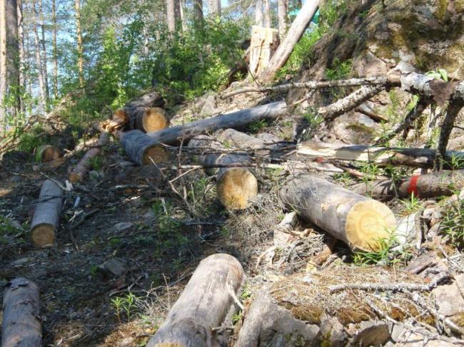 На Рівненщині стягнули штраф за незаконну порубку лісу