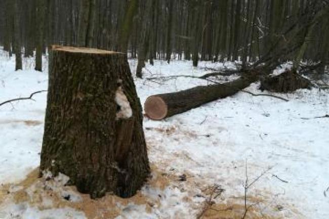 На Рівненщині знову незаконно рубають ліс