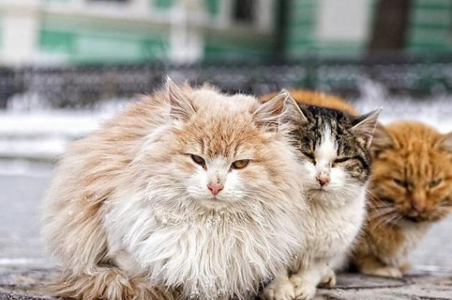 У Рівному сваряться через котів: активісти скандалять з владою (ФОТО+ВІДЕО)