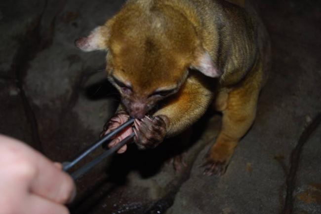 Як у Рівненському зоопарку годують екзотичних тварин (ФОТОФАКТ)