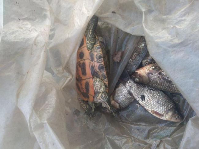 Екологи пояснили, чому на рівненській "Лебединці" померла риба