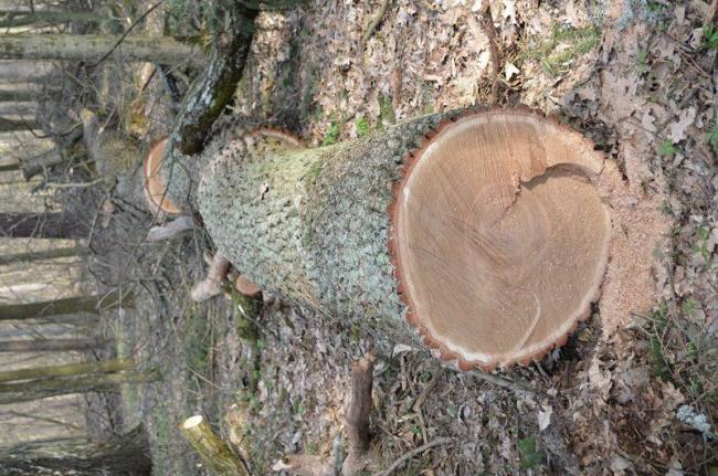 На Рівненщині крадіїв велетнів-дубів затримали "на гарячому" (ФОТО)
