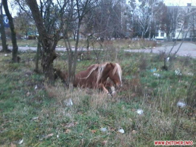 На Рівненщині рятувальники й селяни врятували коня, який провалився у канаву