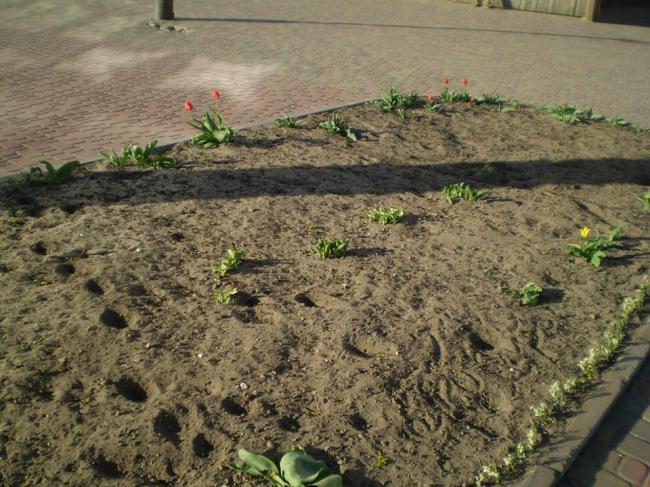 На Рівненщині вандали винищили квіти в центрі міста (ФОТО)