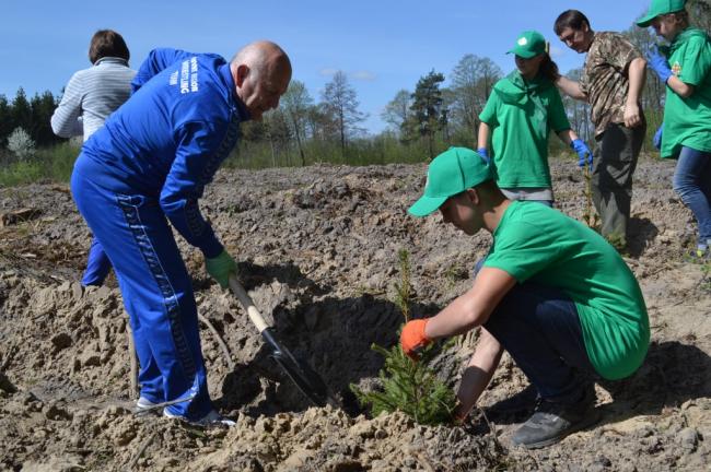 На Рівненщині висадили 3,5 тис га лісу (ФОТО)