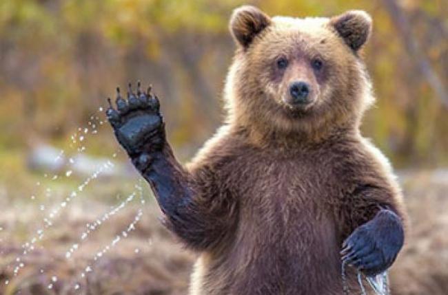 25 квітня: ведмеді виходять з барлоги, а люди заговорюють воду (ВІДЕО)