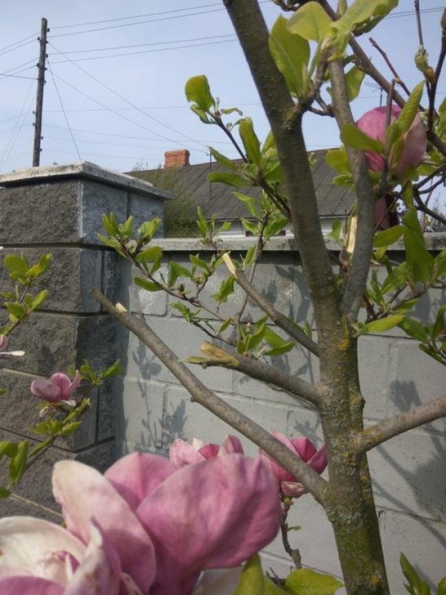 На Рівненщині вандал знищив квіти магнолії з приватного обійстя (ФОТО)