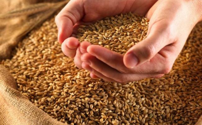 Як наші предки сьогодні визначали, чи добре зерно для посіву? 