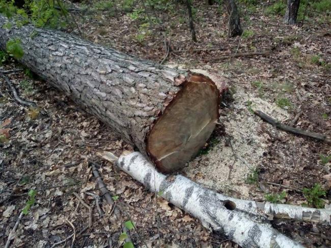 Через крадіїв лісу село на Рівненщині лишилося без електрики (ФОТОФАКТ)