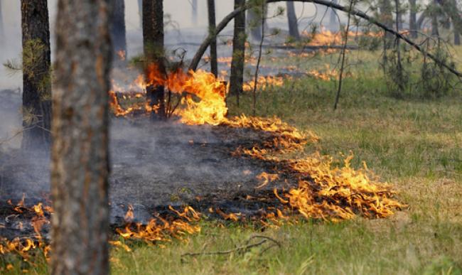 Пожежа в екосистемах Рівненщини: як уникнути?