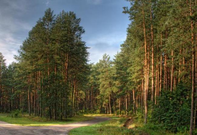 На Рівненщині у власність держави повернуто лісову землю на 5,2 млн грн