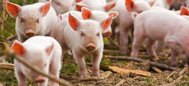 На Рівненщині виявили африканську чуму свиней