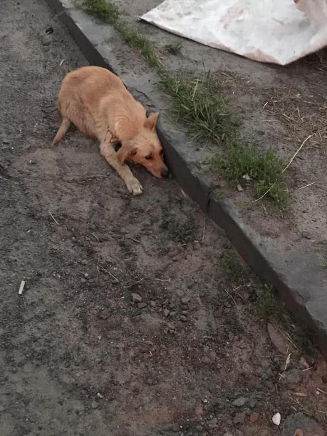 Рівненські патрульні допомогли собаці, яку збило авто (ФОТО)