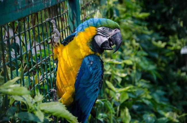 У Рівненському зоопарку святкують Всесвітній день папуг (ФОТО)