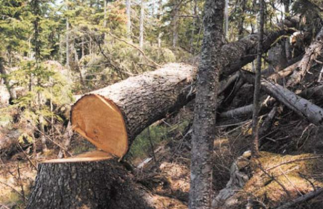 За три зрізані дерева житель Рівненщини сплатить 25 тис. грн штрафу