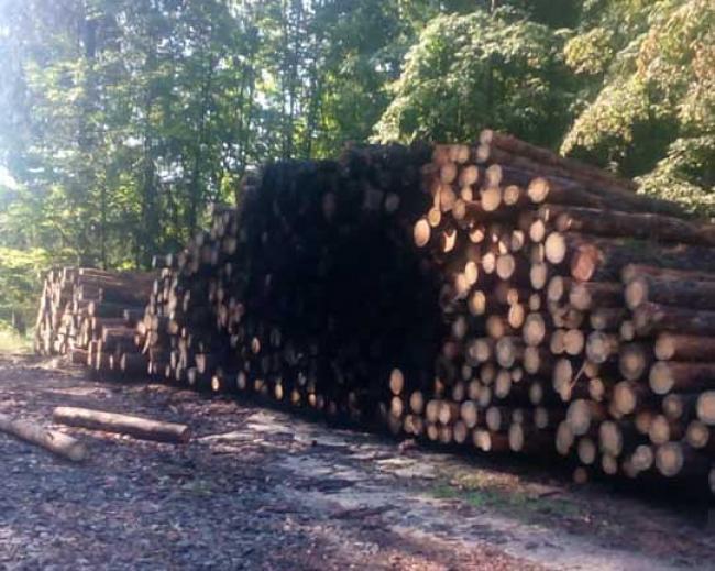 На Рівненщині підпалили склад з деревиною