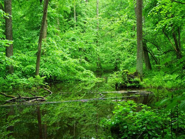 Поліські ліси принесли прибутку державі на понад 38 млн грн