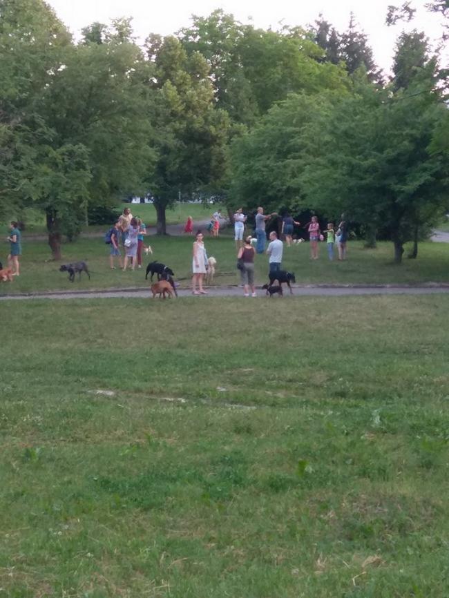 У парку в Рівному поруч з маленькими дітьми вигулюють собак без повідків (ФОТОФАКТ)
