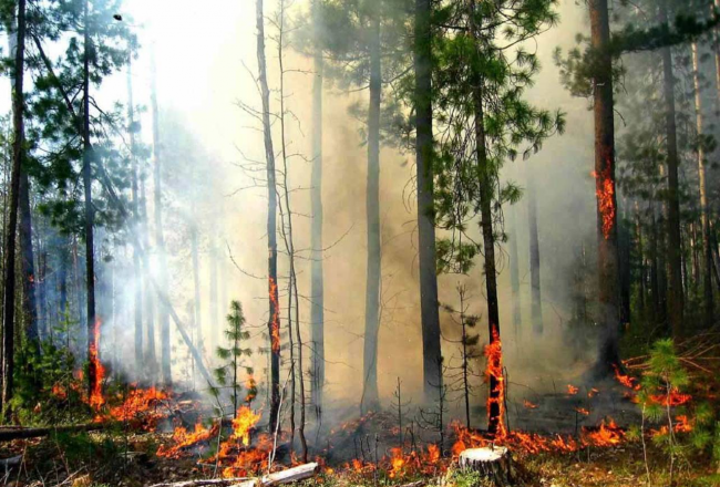 Як уникнути пожежі в лісах Рівненщини?