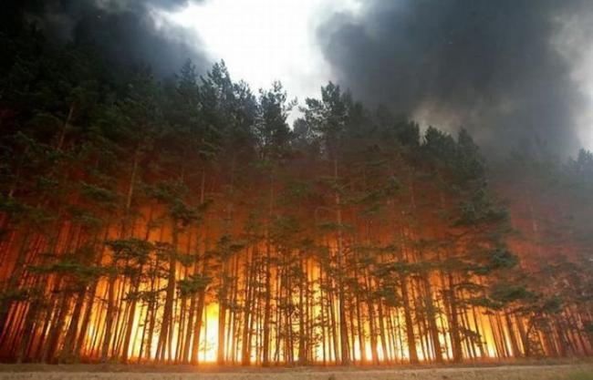 За добу на Рівненщині тричі палав ліс