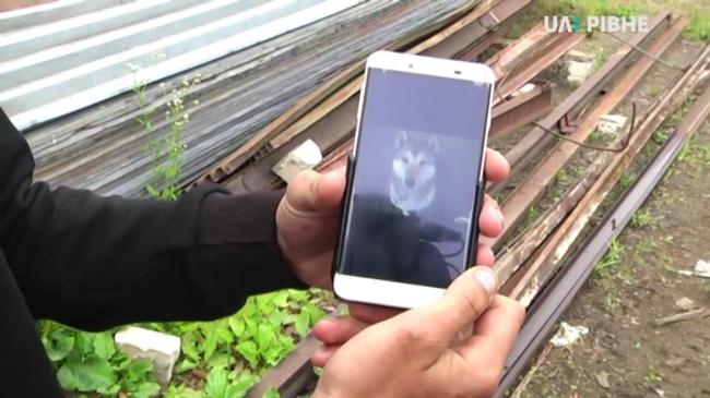 Жителі міста на Рівненщині пристрелили собаку, що ззовні була схожа на вовка (ВІДЕО)