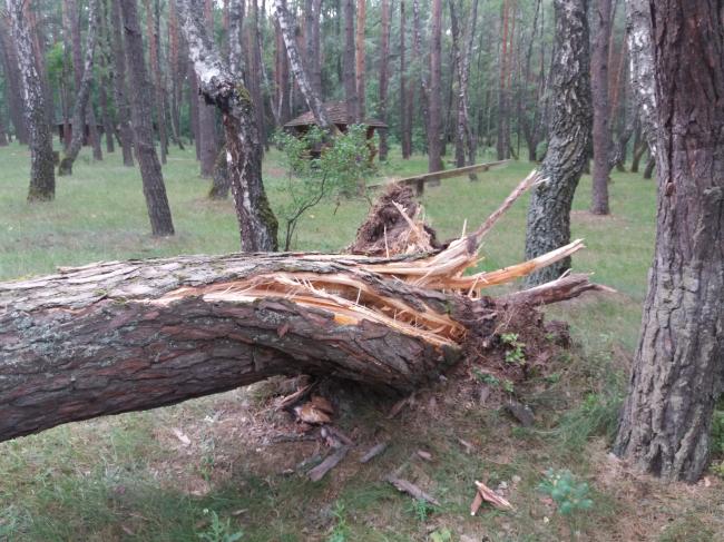 На Рівненщині дерево впало на проїжджу частину (ФОТО)