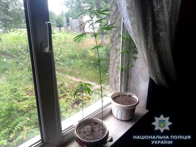 На Рівненщині поліцейські вилучили майже 200 кущів конопель (ФОТО)