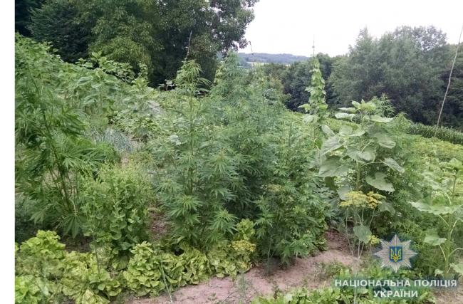 На Рівненщині правоохоронці вилучили понад тисячу нарковмісних рослин