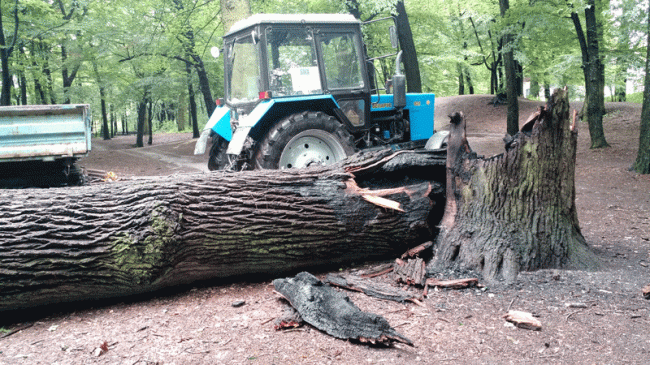 На Рівненщині вандали підпалили столітнього дуба (ФОТОФАКТ)