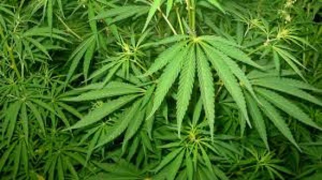На Рівненщині вже вилучили понад 7 тисяч нарковмісних рослин