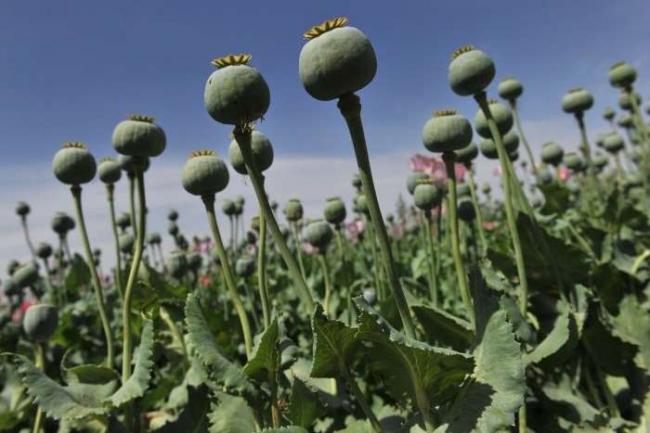 На Рівненщині знищили понад 14 тис. нарковмісних рослин