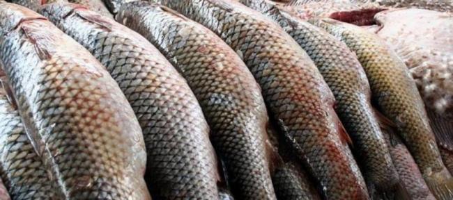 Головного держінспектора рибгосподарства Рівненщини звинувачують у хабарництві