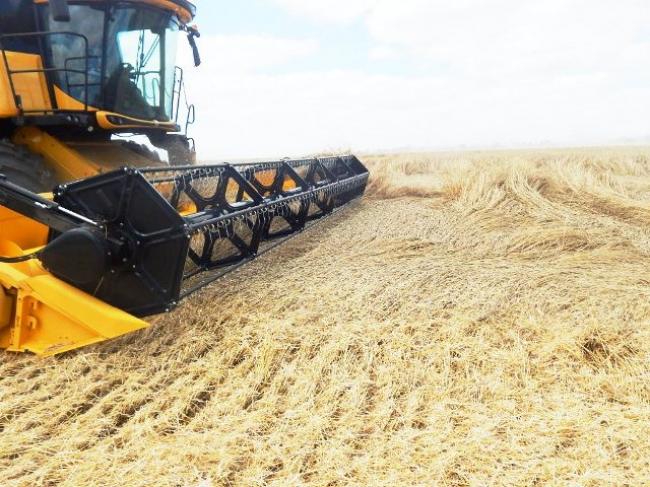 На Рівненщині активно збирають врожай зернових
