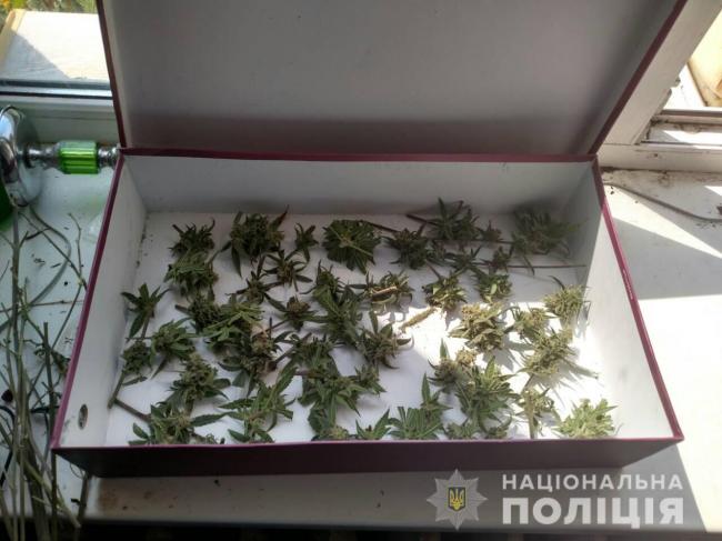 На Рівненщині чоловік вирощував марихуану у власному будинку
